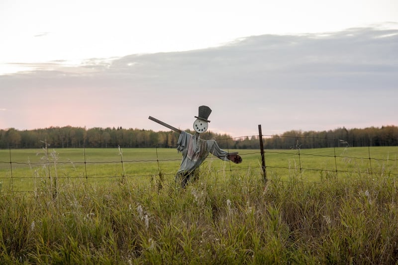 CD Scarecrow
